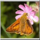 Ochlodes sylvanus - Rostfarbiger Dickkopf m02.jpg